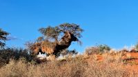 Was für ein wunderschönes Nest der fleißigen Siedlungsweber! &ndash; &copy; Sylvia Führ (Eberhardt TRAVEL)