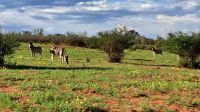 ganz entspannte Zebras &ndash; &copy; Sylvia Führ (Eberhardt TRAVEL)