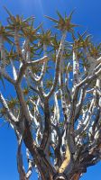 Aloe Dichotoma &ndash; &copy; Sylvia Führ (Eberhardt TRAVEL)