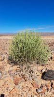 Euphorbia Gregaria &ndash; &copy; Sylvia Führ (Eberhardt TRAVEL)