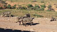Warzenschweinfamilie &ndash; &copy; Sylvia Führ (Eberhardt TRAVEL)