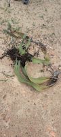 Welwitschia Mirabilis &ndash; &copy; Sylvia Führ (Eberhardt TRAVEL)