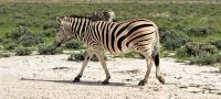 Steppenzebra &ndash; &copy; Sylvia Führ (Eberhardt TRAVEL)