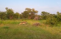 Impala &ndash; &copy; Sylvia Führ (Eberhardt TRAVEL)