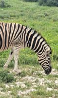 Zebra &ndash; &copy; Sylvia Führ (Eberhardt TRAVEL)