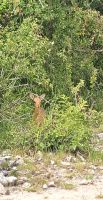 ein rares Damara Dikdik &ndash; &copy; Sylvia Führ (Eberhardt TRAVEL)