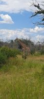 Giraffe &ndash; &copy; Sylvia Führ (Eberhardt TRAVEL)