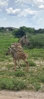 Zebrastute mit ihrem Fohlen &ndash; &copy; Sylvia Führ (Eberhardt TRAVEL)