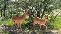 Impala &ndash; &copy; Sylvia Führ (Eberhardt TRAVEL)