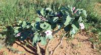 Bushman's poison &ndash; &copy; Sylvia Führ (Eberhardt TRAVEL)
