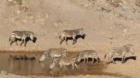 Auf dem Weg zum Fish River Canyon - Bergzebras &ndash; &copy; Annett Müller (Eberhardt TRAVEL)