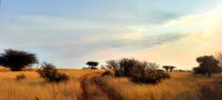 Pirschfahrt in der Kalahari &ndash; &copy; Annett Müller (Eberhardt TRAVEL)