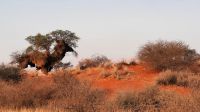 Pirschfahrt in der Kalahari -  Dackel oder Hahn &ndash; &copy; Annett Müller (Eberhardt TRAVEL)