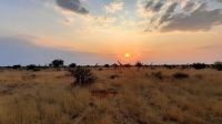 Pirschfahrt in der Kalahari  &ndash; &copy; Annett Müller (Eberhardt TRAVEL)