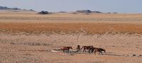 Garub - Wildpferde der Namib &ndash; &copy; Annett Müller (Eberhardt TRAVEL)