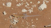 Ausflug in die Namib - Wüstenagame &ndash; &copy; Annett Müller (Eberhardt TRAVEL)