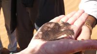 Ausflug in die Namib - Zauberei mit Magneten &ndash; &copy; Annett Müller (Eberhardt TRAVEL)