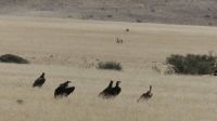 Unterwegs in Namibia - Geier Party &ndash; &copy; Annett Müller (Eberhardt TRAVEL)