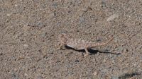 Unterwegs in Namibia - Chamäleon