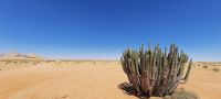 Unterwegs in Namibia - Euphorbia Virosa (Wolfsmilchgewächs) &ndash; &copy; Annett Müller (Eberhardt TRAVEL)
