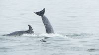 Bootsfahrt in der Lagune Walvis Bay - Bottlenose Dolphins (große Tümmler) &ndash; &copy; Annett Müller (Eberhardt TRAVEL)