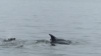 Bootsfahrt in der Lagune Walvis Bay - Bottlenose Dolphins (große Tümmler) &ndash; &copy; Annett Müller (Eberhardt TRAVEL)