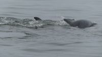 Bootsfahrt in der Lagune Walvis Bay - Bottlenose Dolphins (große Tümmler) &ndash; &copy; Annett Müller (Eberhardt TRAVEL)