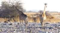 Etosha Nationalpark - erste Pirsch am Nachmittag - Okaukuejo &ndash; &copy; Annett Müller (Eberhardt TRAVEL)
