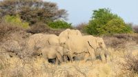 Etosha Nationalpark - erste Pirsch am Nachmittag - Elefanten &ndash; &copy; Annett Müller (Eberhardt TRAVEL)