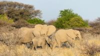 Etosha Nationalpark - Elefanten &ndash; &copy; Annett Müller (Eberhardt TRAVEL)