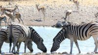 Etosha Nationalpark -  am Wasserloch &ndash; &copy; Annett Müller (Eberhardt TRAVEL)