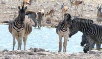 Etosha Nationalpark &ndash; &copy; Annett Müller (Eberhardt TRAVEL)