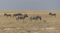 Etosha Nationalpark &ndash; &copy; Annett Müller (Eberhardt TRAVEL)