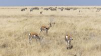 Etosha Nationalpark - Springböcke und Zebras &ndash; &copy; Annett Müller (Eberhardt TRAVEL)