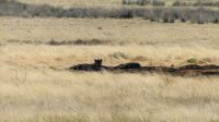 Etosha Nationalpark - Löwen &ndash; &copy; Annett Müller (Eberhardt TRAVEL)