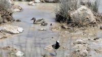 Etosha Nationalpark - Entenfamilie und Waffenkiebitz &ndash; &copy; Annett Müller (Eberhardt TRAVEL)
