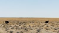 Etosha Nationalpark - Herren Strauß &ndash; &copy; Annett Müller (Eberhardt TRAVEL)