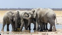 Etosha Nationalpark - Meeting am Wasserloch &ndash; &copy; Annett Müller (Eberhardt TRAVEL)