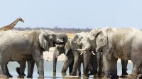 Etosha Nationalpark - Meeting am Wasserloch &ndash; &copy; Annett Müller (Eberhardt TRAVEL)