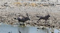 Etosha Nationalpark - Oryxe flüchten &ndash; &copy; Annett Müller (Eberhardt TRAVEL)
