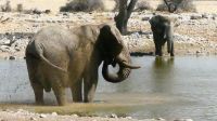 Etosha Nationalpark - Elefantenbad - Wasserloch Okaukuejo &ndash; &copy; Annett Müller (Eberhardt TRAVEL)
