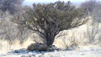 Etosha Nationalpark - Pascha Löwe relaxt &ndash; &copy; Annett Müller (Eberhardt TRAVEL)