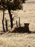 Etosha Nationalpark: Löwin