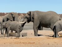 Etosha Nationalpark