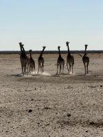 Etosha Nationalpark