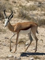 Spingbock