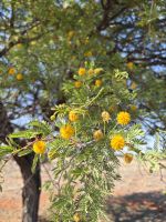 Kalahari Anib Lodge: Ausflug über das Gelände &ndash; &copy; Anne Fohlert (Eberhardt TRAVEL)