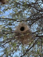 Kalahari Anib Lodge: Ausflug über das Gelände &ndash; &copy; Anne Fohlert (Eberhardt TRAVEL)