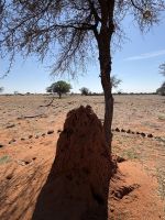 Kalahari Anib Lodge: Ausflug über das Gelände &ndash; &copy; Anne Fohlert (Eberhardt TRAVEL)