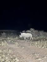 Pirschfahrt über das Gelände der Kalahari Lodge &ndash; &copy; Anne Fohlert (Eberhardt TRAVEL)